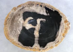 Beistelltisch Alpha Versteinertes Holz