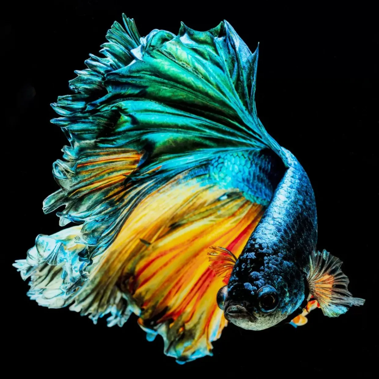 Glasbild Aqua Queen Fish 100X100Cm