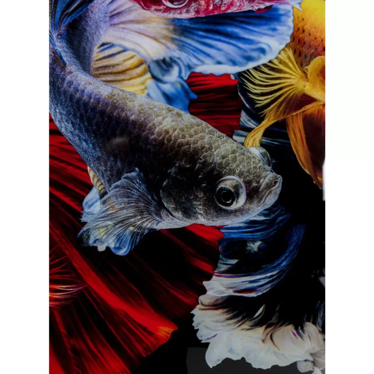 Glasbild Colorful Swarm Fish 120X120Cm