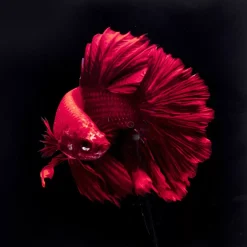 Glasbild Fire Fish 100X100Cm