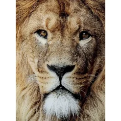 Glasbild King Of Lion 150X100Cm