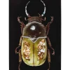 Glasbild Shiney Dung Beetle 80X120Cm