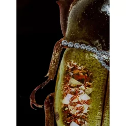Glasbild Shiney Dung Beetle 80X120Cm