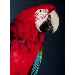 Glasbild Twin Parrot 80X120Cm