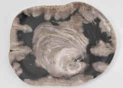 Platte Nachtwoud Versteinertes Holz